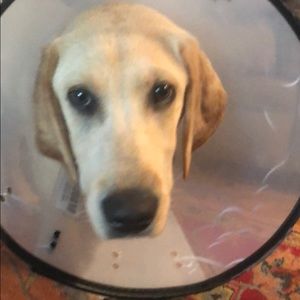 Meet your Posher, George